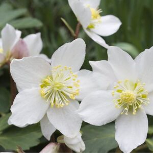 Christrose (Helleborus niger)